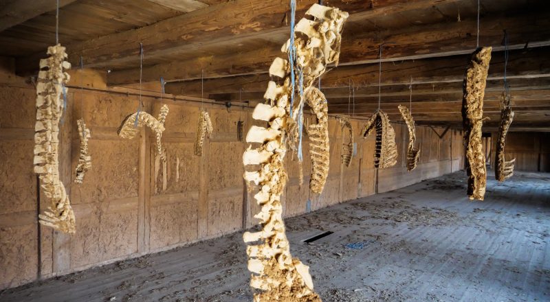 Das Haus des Doggenzücherts (Lost Place Video)